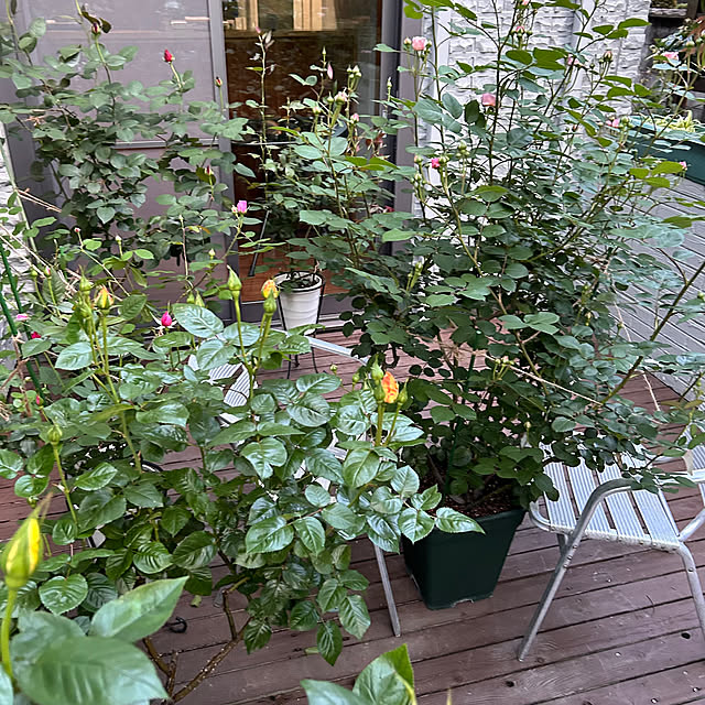 cocoさんの部屋