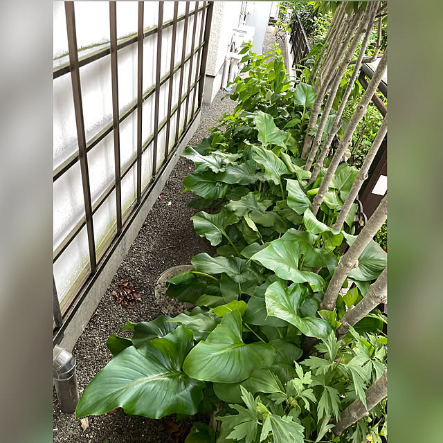 mamizaさんの部屋