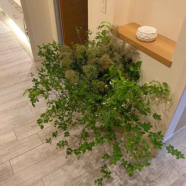 観葉植物/玄関/入り口のインテリア実例 - 2019-12-01 14:39:23
