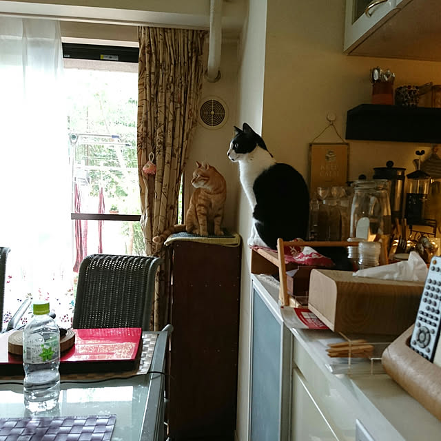 okyosan101さんの実例写真