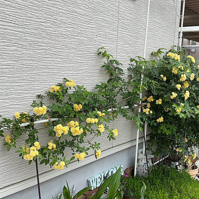 chiiyanさんの部屋