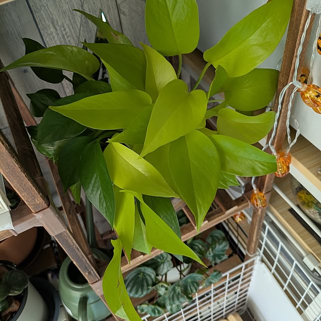 quanshanxia037さんの部屋
