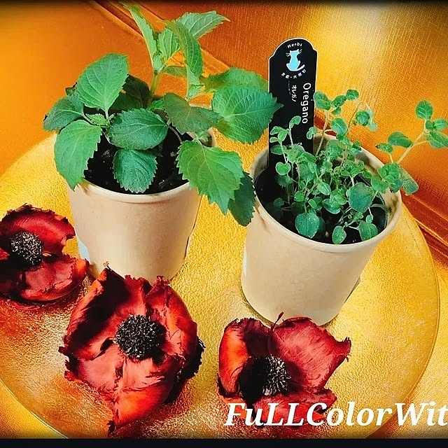 colorcolorさんの実例写真
