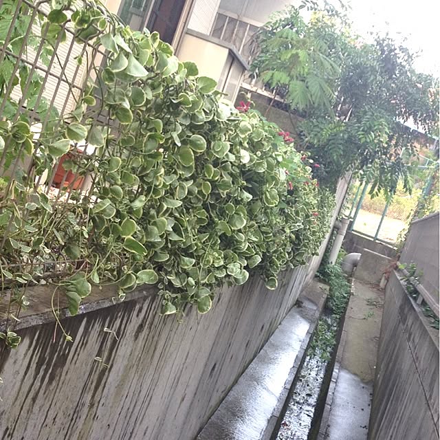 dicekbeetleさんの実例写真