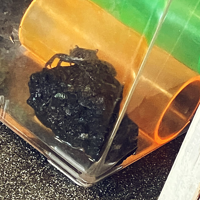koshiregutyoさんの部屋