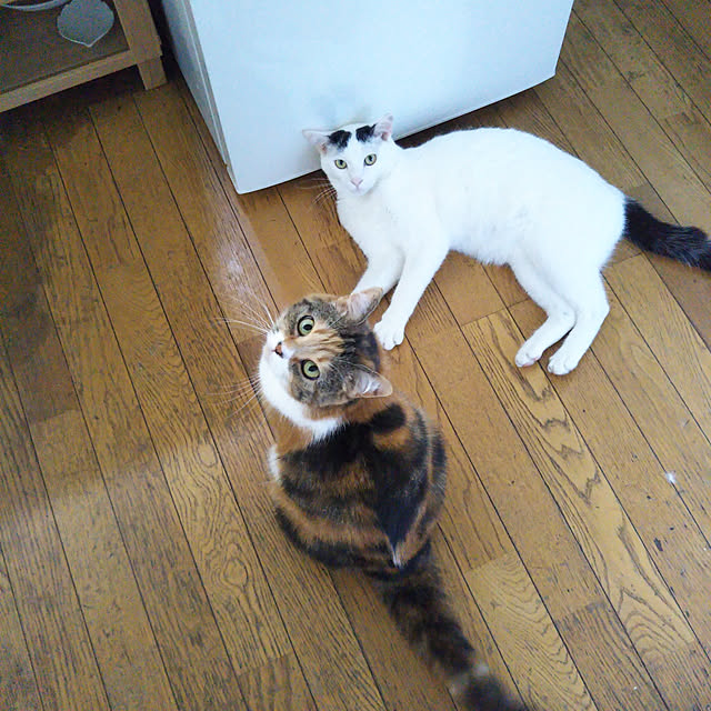 yukieさんの実例写真
