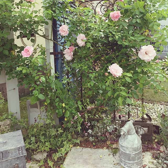 yomogiさんの実例写真