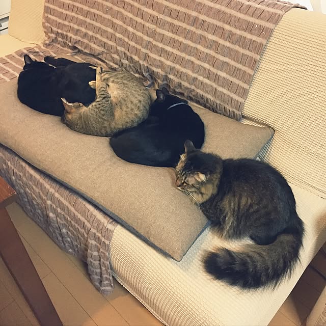 yuki0511さんの実例写真