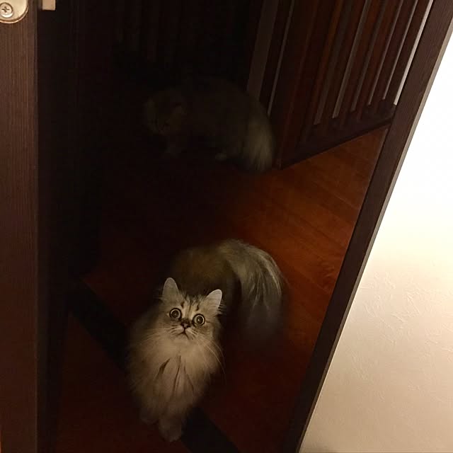 butachanさんの実例写真