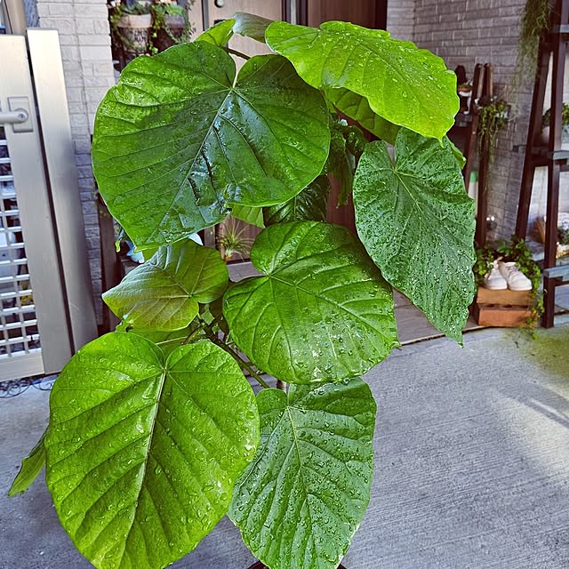 mocomocoさんの部屋