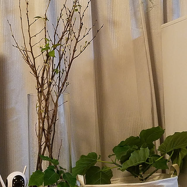 mikiさんの実例写真