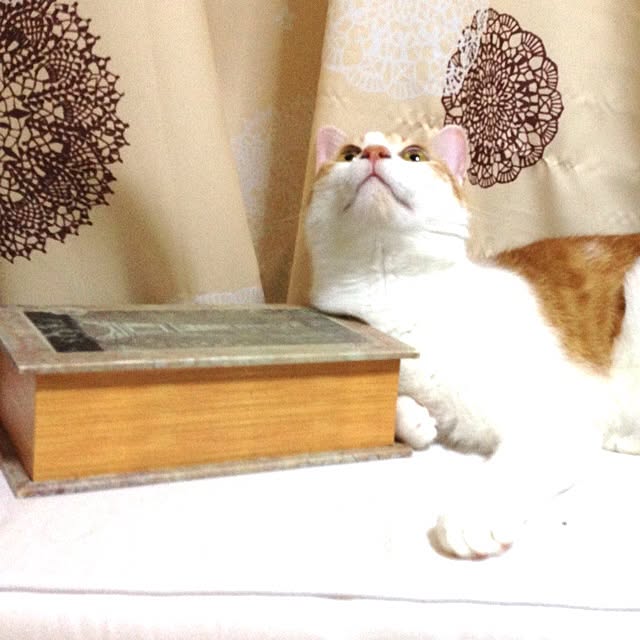 osaswim39さんの実例写真