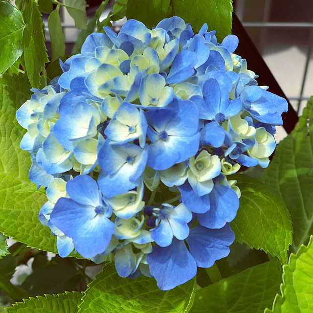hinamamaさんの実例写真