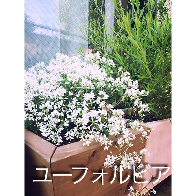 chachaさんの実例写真