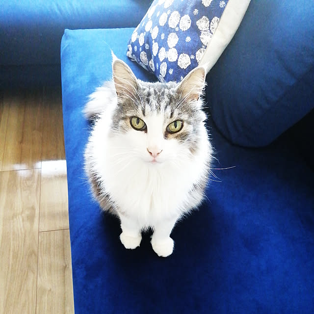 ponさんの実例写真