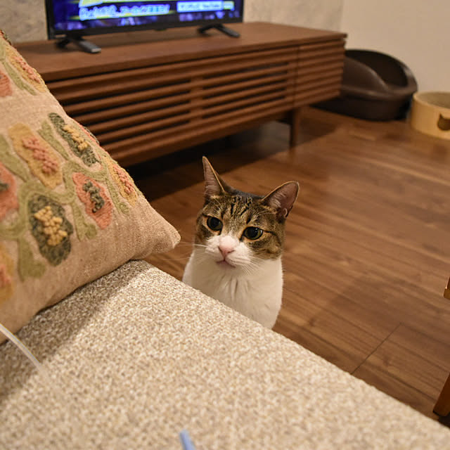 POCOさんの実例写真