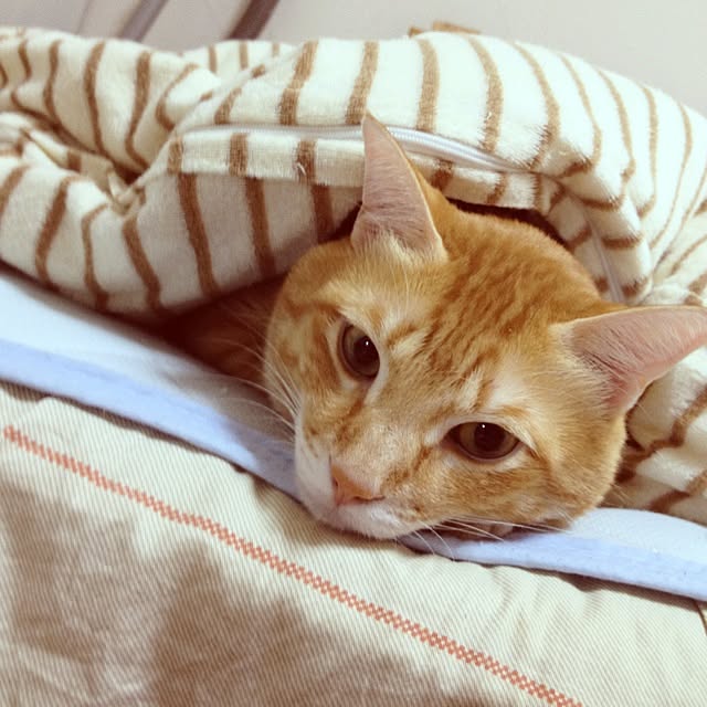 K-coさんの実例写真