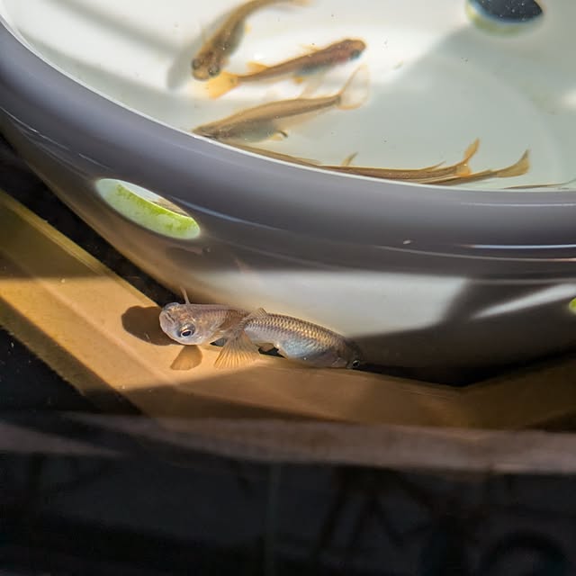 mi-saさんの部屋