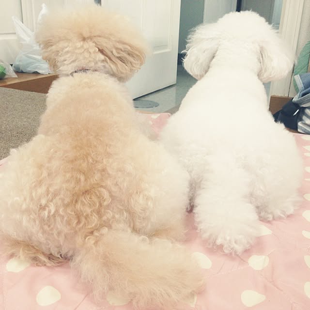 ucaさんの実例写真