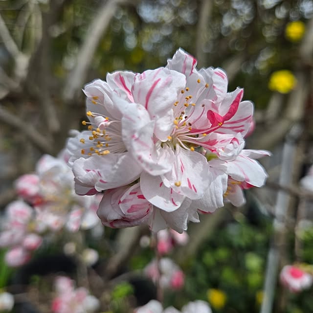 min_nimさんの実例写真