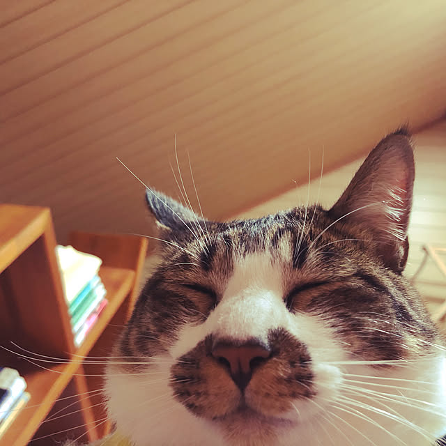 jijiさんの実例写真