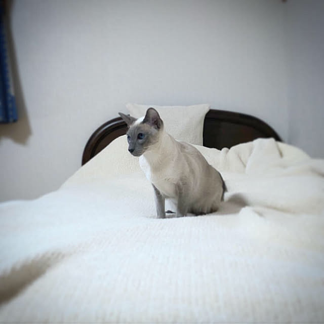 mujinekoさんの実例写真