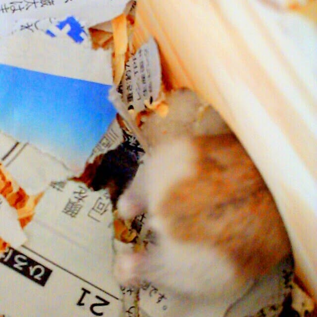SAYOさんの実例写真