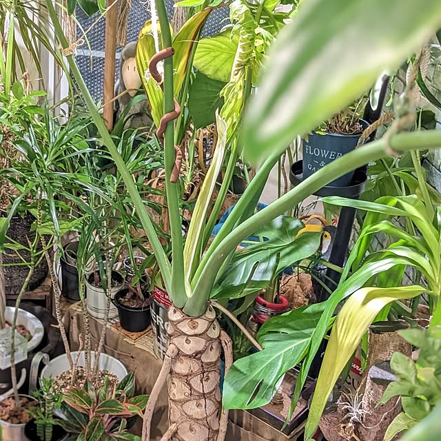 GINさんの部屋