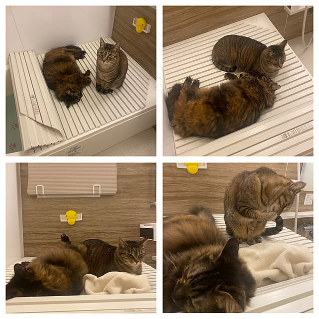 mikomaruさんの実例写真