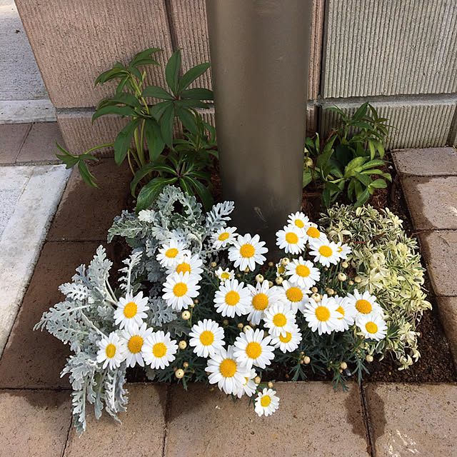 Akikoさんの実例写真