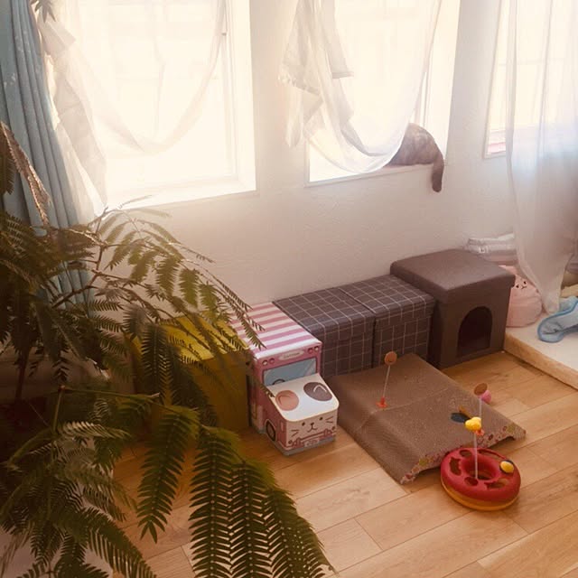 Tanukoさんの実例写真
