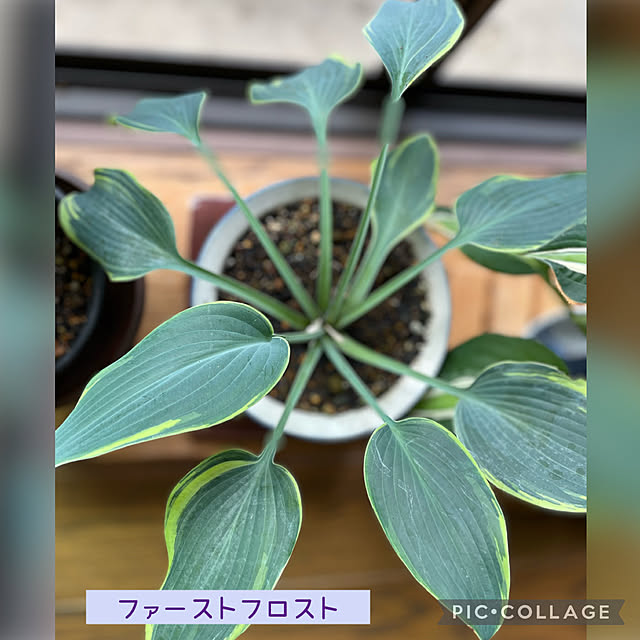 buchiさんの部屋
