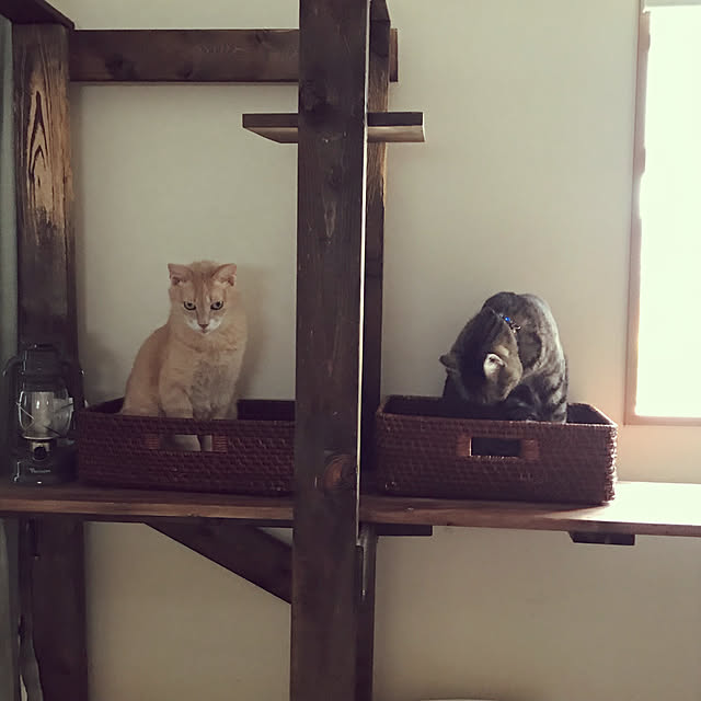 mikan161さんの実例写真