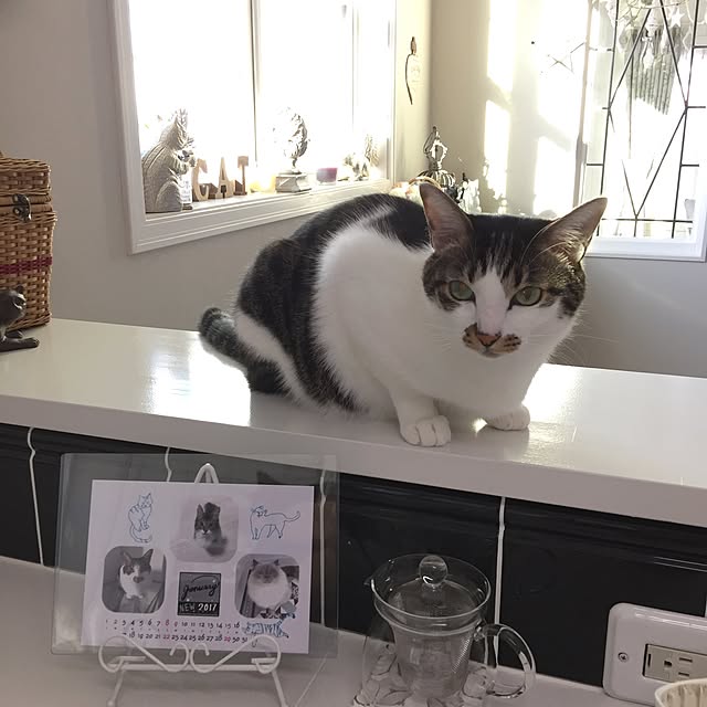 yuchiさんの実例写真