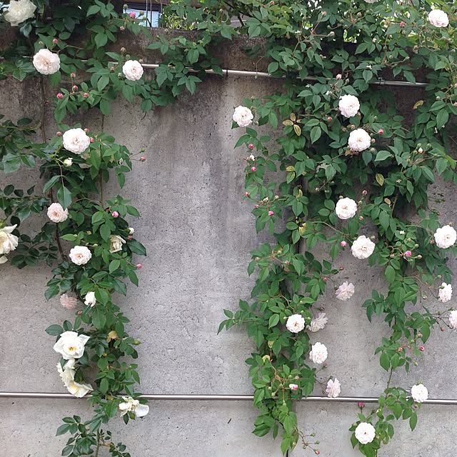 picopico1205さんの実例写真