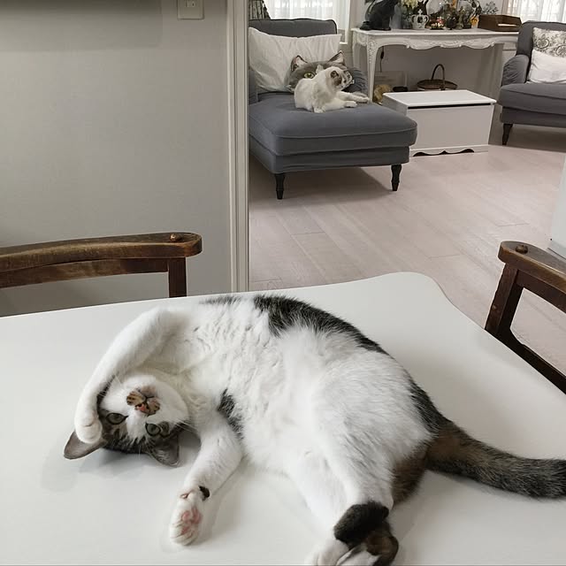 yuchiさんの実例写真