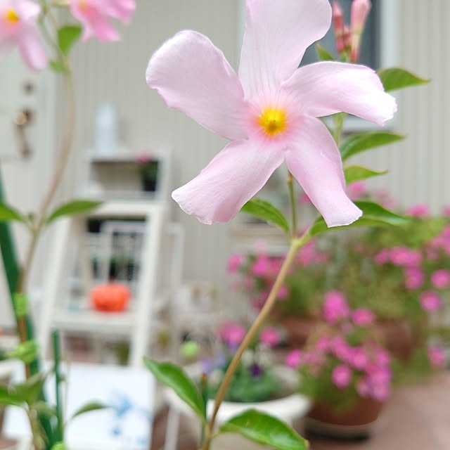 fleur-mamanさんの部屋