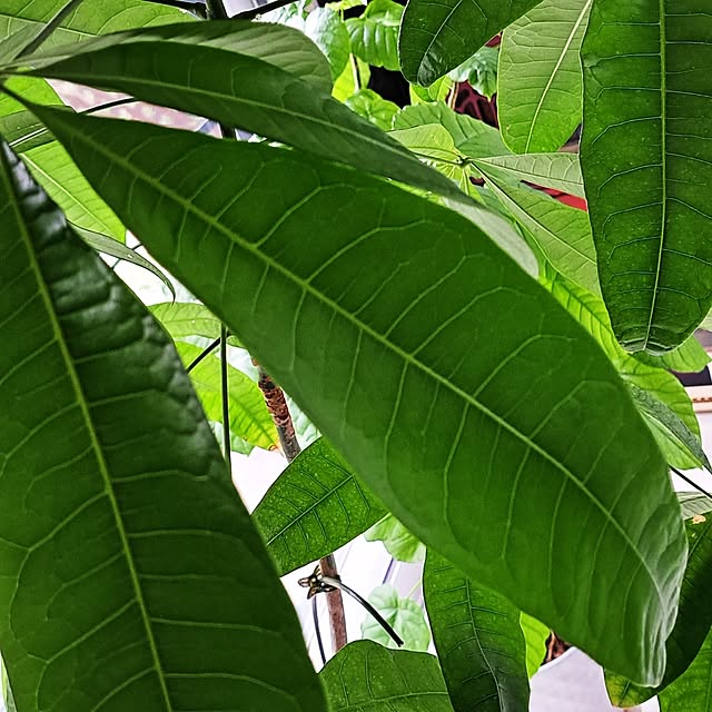 壁/天井/観葉植物/無印良品/IKEA/アンティーク...などのインテリア実例 - 2023-10-27 10:11:41