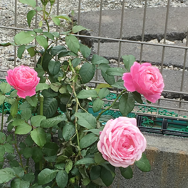 rubeさんの実例写真
