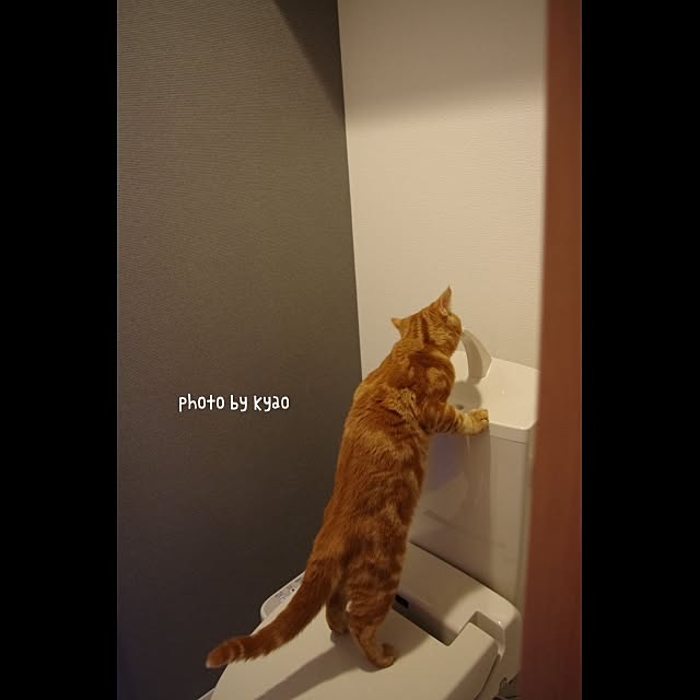 kyaoさんの実例写真