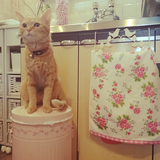 fu-ka24さんの実例写真