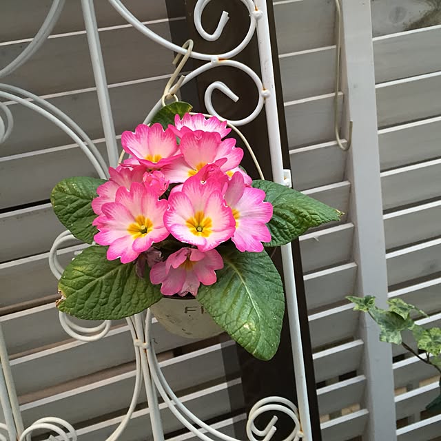 greenroseさんの実例写真