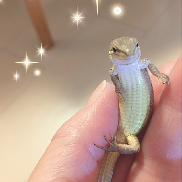 oasisさんの実例写真