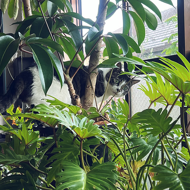 catsmamさんの部屋