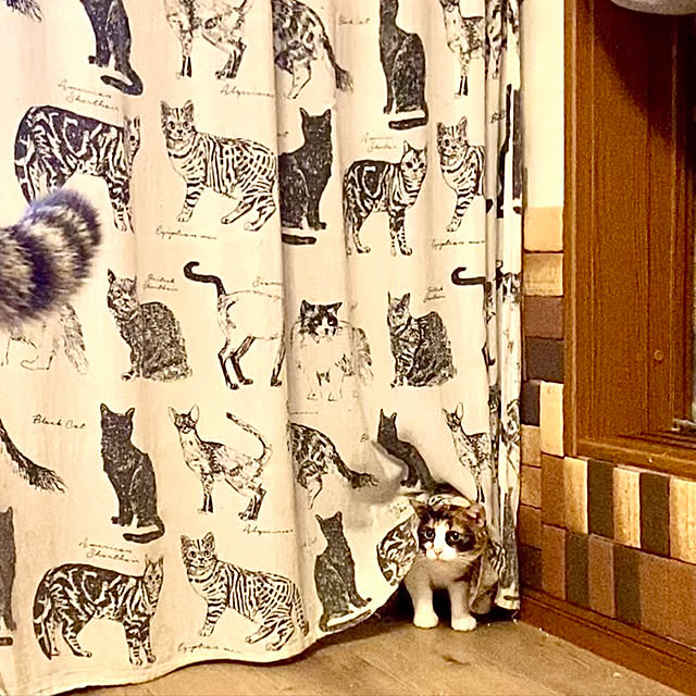 butachanさんの実例写真