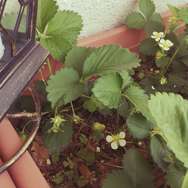 ramさんの実例写真