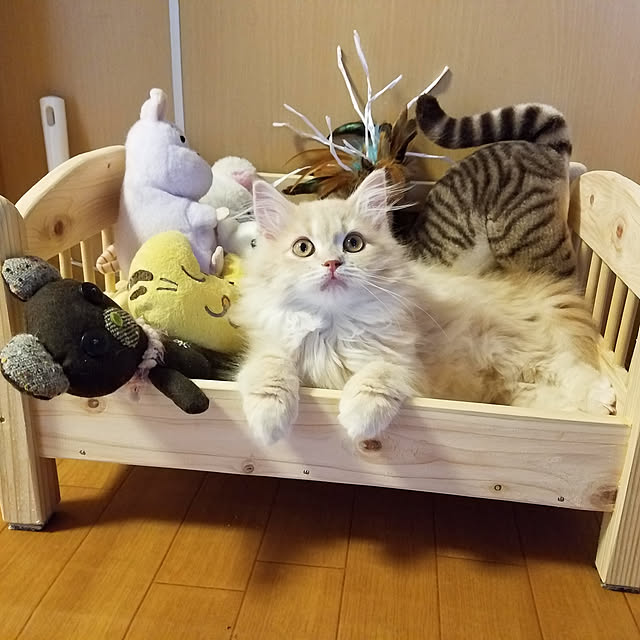 shimaさんの実例写真