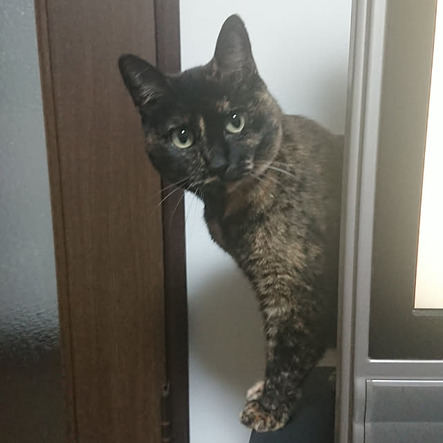 mikoさんの実例写真
