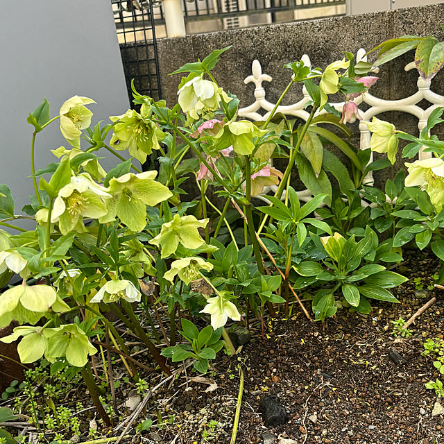 chIoeさんの部屋