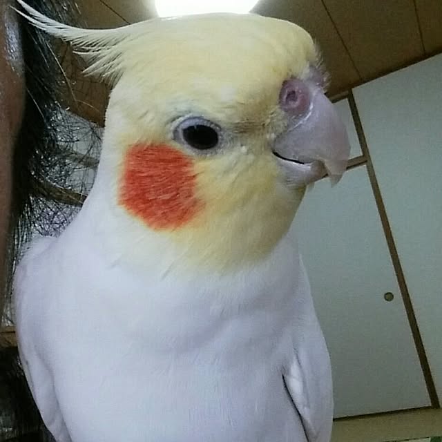 tettyさんの実例写真